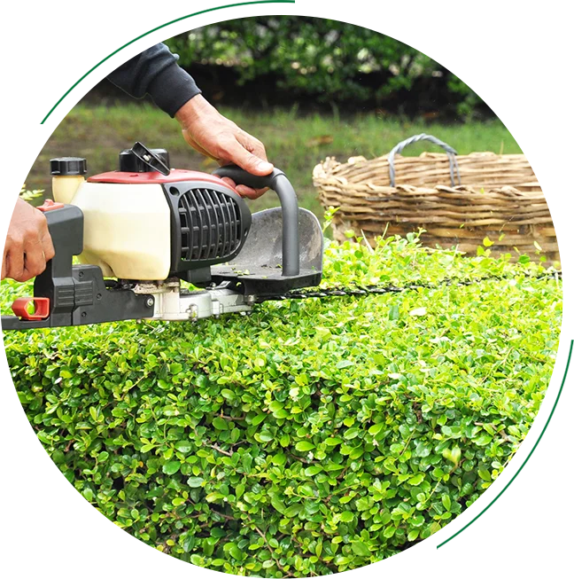 A hedge trimmer cutting green bushes.