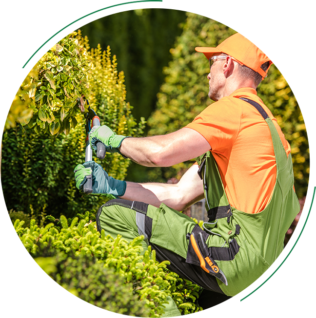 Landscaper trimming bushes with clippers.