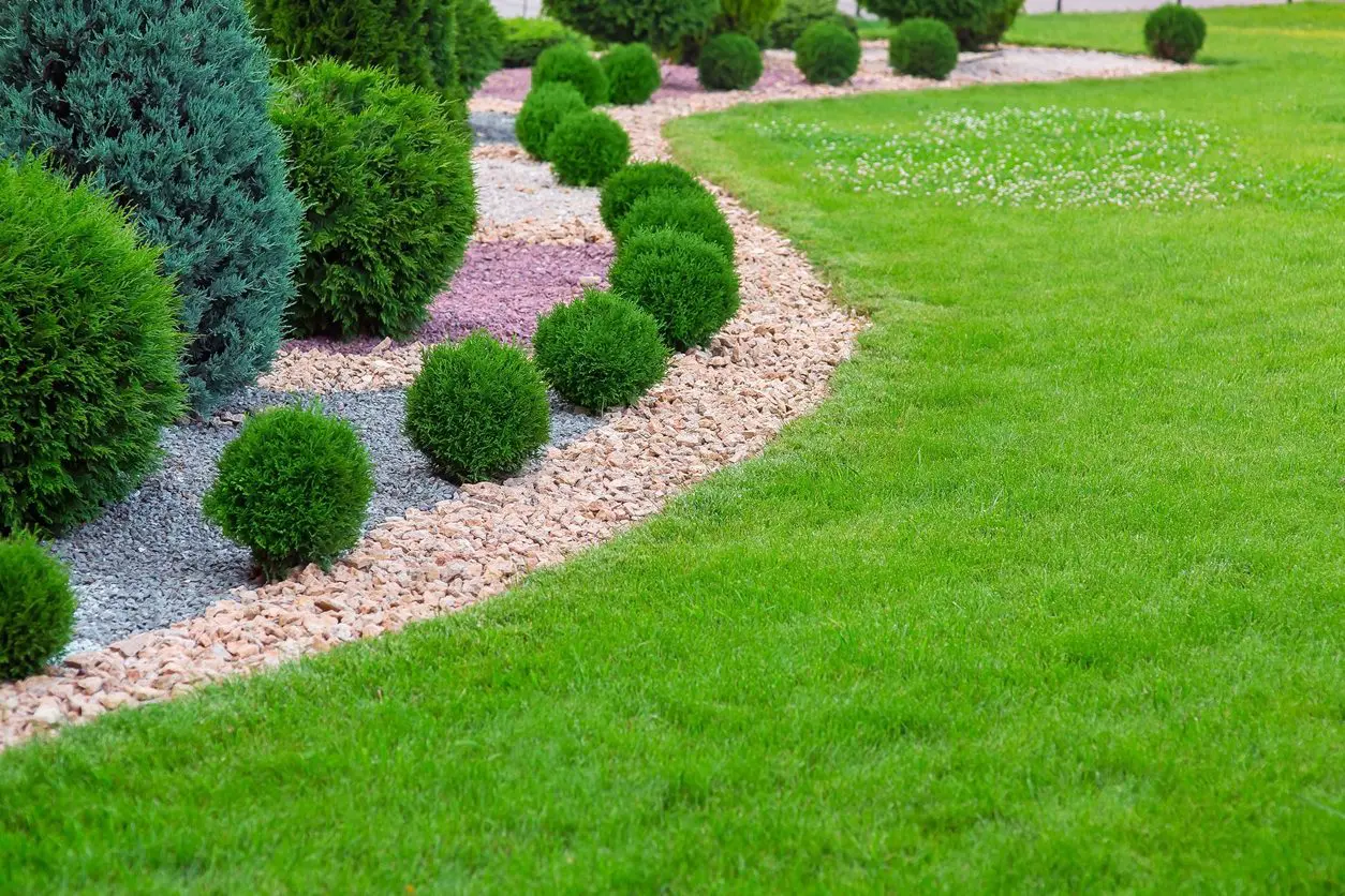 Landscaped garden with green shrubs and rocks.